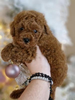 Red poodle - Vienna Dogs, Puppies