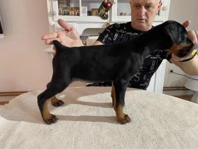 DOBERMAN puppies - Vienna Dogs, Puppies