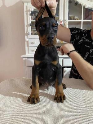 DOBERMAN puppies - Vienna Dogs, Puppies