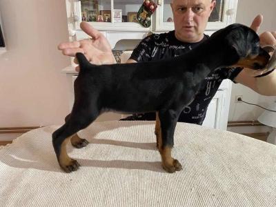 DOBERMAN puppies - Vienna Dogs, Puppies