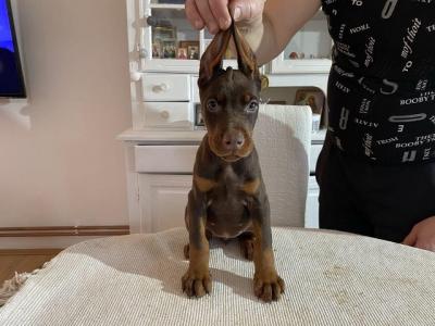 DOBERMAN puppies - Vienna Dogs, Puppies