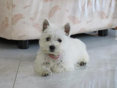 Westie terrier - Vienna Dogs, Puppies