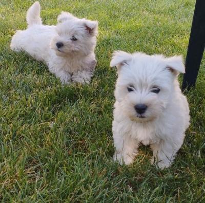 Westie terrier - Vienna Dogs, Puppies