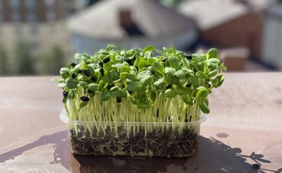 Grow Fresh Greens at Home with Our Indoor Microgreen Kit!