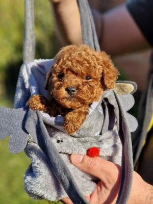 Rote Zwergpudel - Vienna Dogs, Puppies