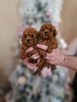 Rote Zwergpudel - Vienna Dogs, Puppies