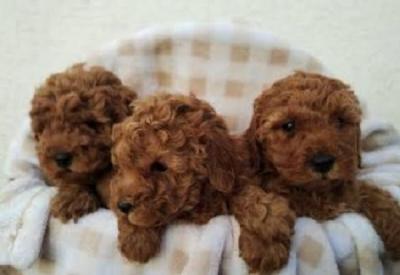 Apricot poodle - puppies - Vienna Dogs, Puppies