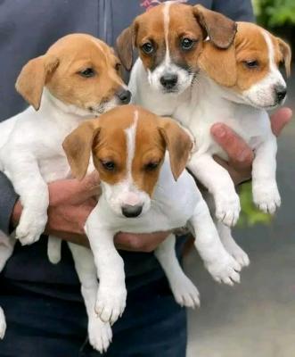 Jack Russellpuppies - ready to leave - Bern Dogs, Puppies