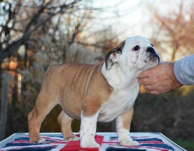 English bulldog - Vienna Dogs, Puppies