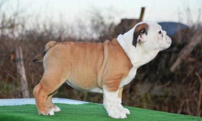 English bulldog - Vienna Dogs, Puppies