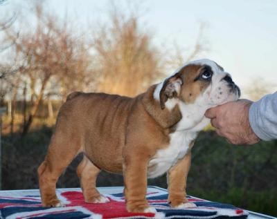 English bulldog - Vienna Dogs, Puppies