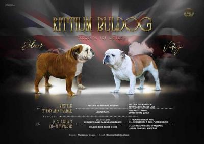 English bulldog - Vienna Dogs, Puppies