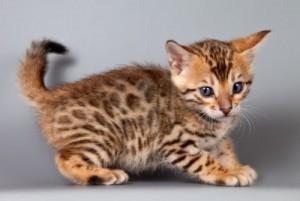 Bengal kittens - Dubai Cats, Kittens