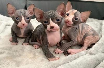 Sphynx kittens - Dubai Cats, Kittens