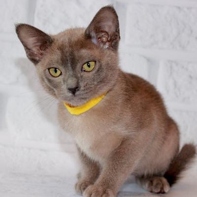 Burmese kittens - Dubai Cats, Kittens