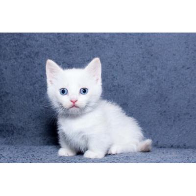 Munchkin kittens - Dubai Cats, Kittens