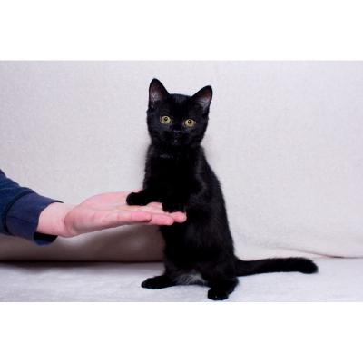 Munchkin kittens - Dubai Cats, Kittens