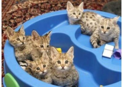 Savannah kittens - Dubai Cats, Kittens