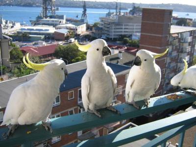 Cockatoo parrots - Dubai Birds