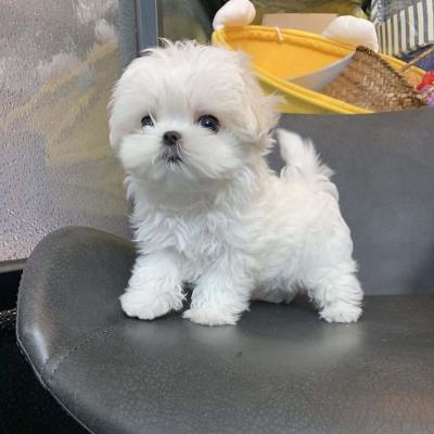 Maltese Puppies. - Dubai Dogs, Puppies