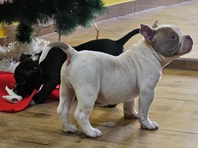 American bully micro-pocket - Vienna Dogs, Puppies