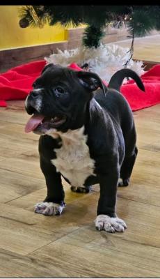 American bully micro-pocket - Vienna Dogs, Puppies