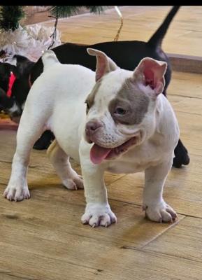 American bully micro-pocket - Vienna Dogs, Puppies