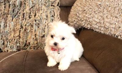 Charming Teacup Maltese Puppies For Sale.sa. - Melbourne Dogs, Puppies