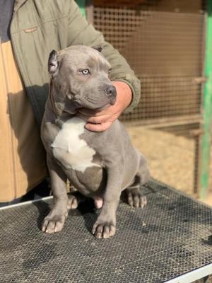 American bully XL - Vienna Dogs, Puppies