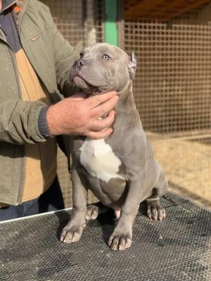 American bully XL - Vienna Dogs, Puppies