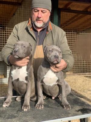 American bully XL - Vienna Dogs, Puppies