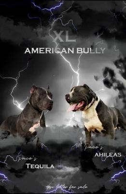 American bully XL - Vienna Dogs, Puppies