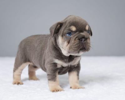 Cute French Bulldog Puppies - Central and Western Dogs, Puppies