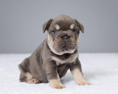 Cute French Bulldog Puppies - Central and Western Dogs, Puppies