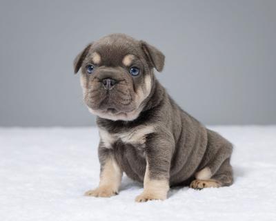 Cute French Bulldog Puppies - Central and Western Dogs, Puppies