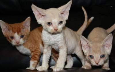 Devon Rex kittens - Kuwait Region Cats, Kittens