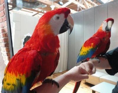 Scarlet Macaws - Kuwait Region Birds