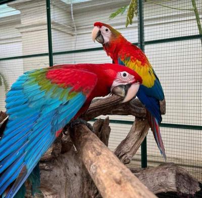 Scarlet macaw pair , so amazing parrot