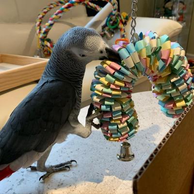 AFRICAN GRAY PARROTS AVAILABLE - Manila Birds