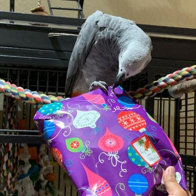 AFRICAN GRAY PARROTS AVAILABLE - Manila Birds