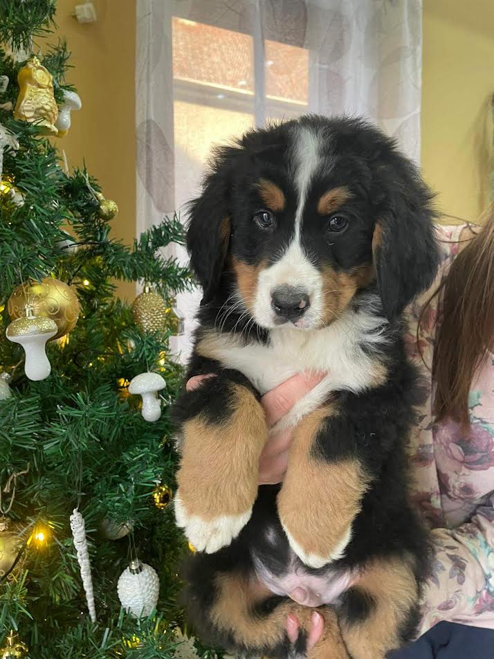 Bernese mountain dog - Vienna Dogs, Puppies