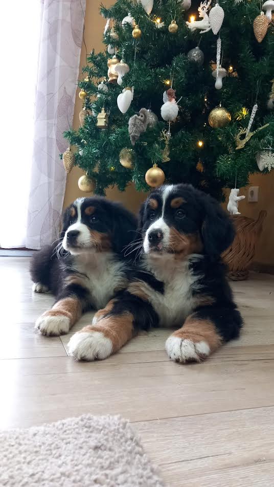 Bernese mountain dog - Vienna Dogs, Puppies