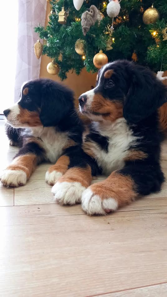 Bernese mountain dog - Vienna Dogs, Puppies