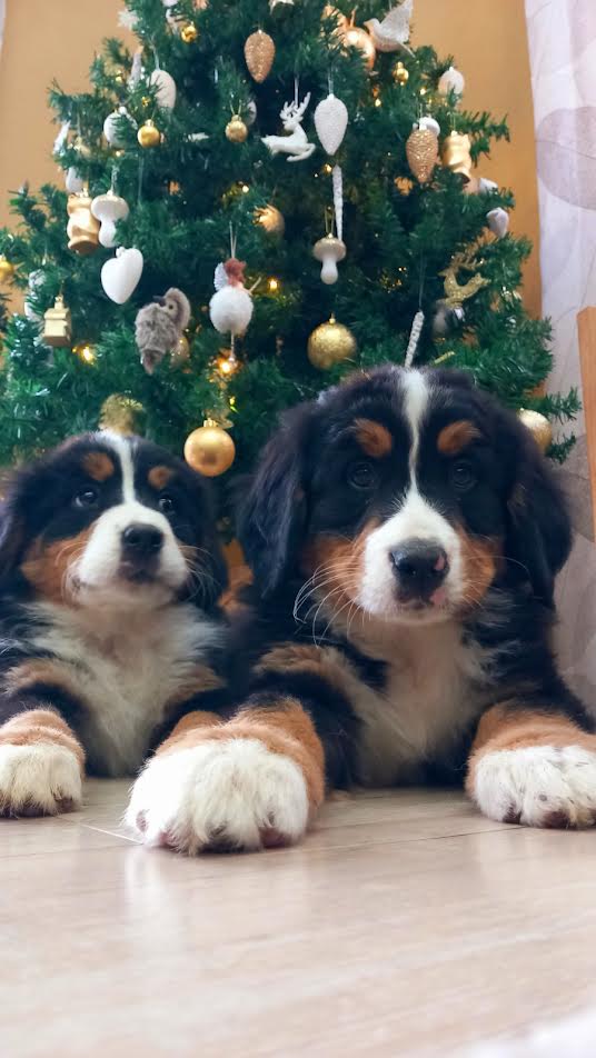 Bernese mountain dog - Vienna Dogs, Puppies