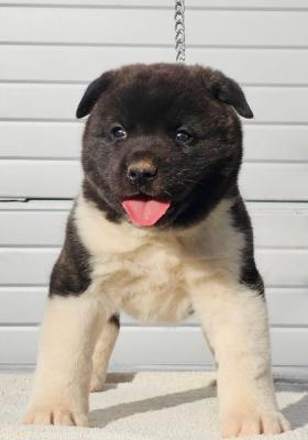 Akita américain, chiots - Paris Dogs, Puppies