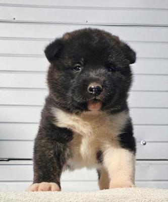 Akita américain, chiots - Paris Dogs, Puppies