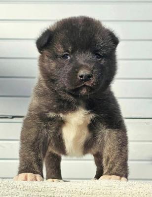 Akita américain, chiots - Paris Dogs, Puppies