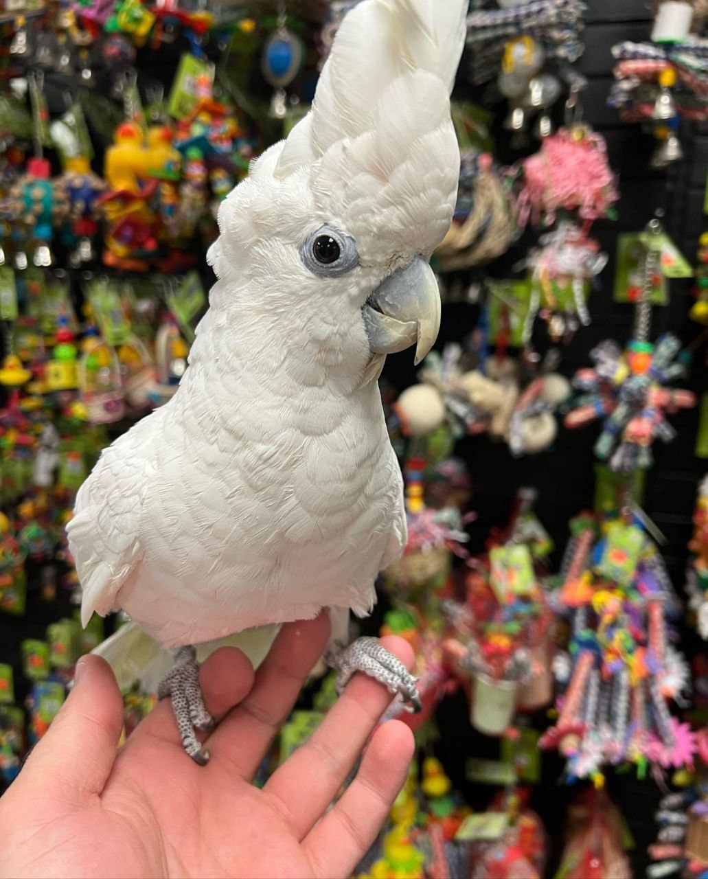 Umbrella Cockatoo  - Manila Birds