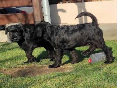 Mittlerer Schnauzer - Vienna Dogs, Puppies