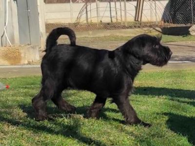 Mittlerer Schnauzer - Vienna Dogs, Puppies